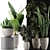 Exotic Plant Collection: Alocasia, Sansevieria, Schefflera, Agave 3D model small image 3