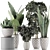 Exotic Plant Collection: Alocasia, Sansevieria, Schefflera, Agave 3D model small image 4