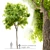 Dynasty Chinese Elm Tree 3D model small image 1