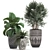 Exotic Plant Collection: Raphis Palm, Alocasia, and Chlorophytum 3D model small image 4