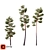  Lifelike Pinus Syluestriformis Set - 3 Stunning Model Variants 3D model small image 7