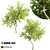 Tall and Majestic Willow Trees: 12m and 13m Heights 3D model small image 1