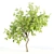 Tall and Majestic Willow Trees: 12m and 13m Heights 3D model small image 3