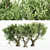 African Olive Tree Trio: Stunning Virtual Landscape 3D model small image 1