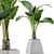 Exotic Alocasia Plant Collection 48 3D model small image 1