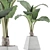 Exotic Alocasia Plant Collection 48 3D model small image 4