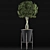 Exotic Schefflera: Perfect for Office & Outdoor Decor 3D model small image 2