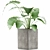 Exotic Alocasia: Perfect Decor for Office 3D model small image 1