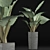 Tropical Elegance: Alocasia Collection 3D model small image 4