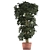 Exotic Schefflera Pot Collection 3D model small image 2