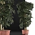 Exotic Schefflera Pot Collection 3D model small image 3