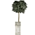 Exotic Plants Collection: Schefflera 3D model small image 2