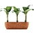 Exotic Alocasia Collection: Stunning Greenery 3D model small image 3