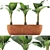 Exotic Alocasia Collection: Stunning Greenery 3D model small image 5