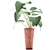 Tropical Greenery: Alocasia Collection 3D model small image 2