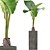 Exotic Alocasia Plants: 75 Exclusive Stunners 3D model small image 1