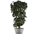 Exotic Schefflera Arboricola: Green Office Decor 3D model small image 2