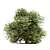 Versatile Buxus Bush Trio 3D model small image 2