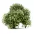 Versatile Buxus Bush Trio 3D model small image 4