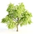 3-in-1 Tree Assortment: Willow, Eucalyptus, Acacia 3D model small image 2