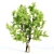 3-in-1 Tree Assortment: Willow, Eucalyptus, Acacia 3D model small image 4