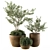 Lush Outdoor Olive Trees - Set 79 3D model small image 1