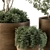 Lush Outdoor Olive Trees - Set 79 3D model small image 2