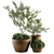 Lush Outdoor Olive Trees - Set 79 3D model small image 4