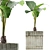 Exotic Alocasia Plants Collection 3D model small image 1