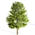 Tree016 Corona Set: Oak, Palm, Pine, Acacia Caffra 3D model small image 2