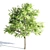 Tree016 Corona Set: Oak, Palm, Pine, Acacia Caffra 3D model small image 3