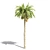 Tree016 Corona Set: Oak, Palm, Pine, Acacia Caffra 3D model small image 6