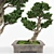 Elegant Bonsai Decor Tree 3D model small image 1