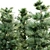 Blue Spruce Tree Collection: 3 Trees, Heights 8.9m, 8.3m, 8.5m 3D model small image 3