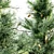 Blue Spruce Tree Collection: 3 Trees, Heights 8.9m, 8.3m, 8.5m 3D model small image 4