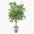 Ficus Ali Plants Collection 3D model small image 1