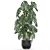 Exotic Plant Collection: Indoor & Outdoor in Luxurious Godwin Longhi Pot 3D model small image 4