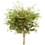 Set of Acer Negundo Trees 3D model small image 6