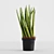 3D Scanned Sansevieria Cylindrica Plant 3D model small image 2