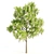 Nature's Trio: Laurus, Acacia & Sorrel Trees 3D model small image 2