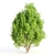 Nature's Trio: Laurus, Acacia & Sorrel Trees 3D model small image 4