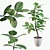 Exquisite Ficus Benghalensis Collection 3D model small image 1