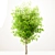 Gorgeous Set of China Tallow Trees 3D model small image 2