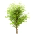 Gorgeous Set of China Tallow Trees 3D model small image 4