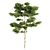 Italian Pine: 8m & Pine: 10m 3D model small image 2