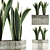 Exotic Plants Collection: Sansevieria 3D model small image 1