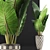 Exotic Jungle Treasures: Alocasia Plant Collection 3D model small image 3