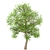 Premium White Oak Tree Set (4 Trees) 3D model small image 3