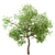 Premium White Oak Tree Set (4 Trees) 3D model small image 5