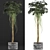 Modern Plant Collection: Schefflera Arboricola 3D model small image 2